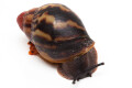 Archachatina marginata egregia Cameroon typ 2b semiadult